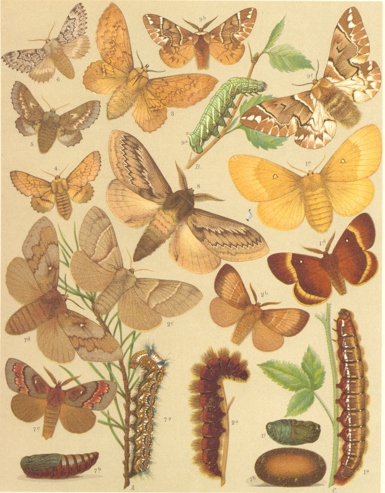 MOTHS.Endromidae.Oak Eggar.Fox;Pine Lappet;Kentish Glory;Scotch Fir;Birch 1903